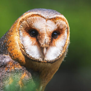 wildlife art stock wall art 1