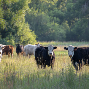 farm and countryside stock wall art 37