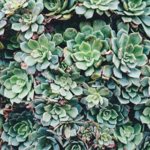 Flower stock wall art 15
