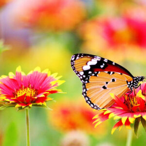Flower stock wall art 20