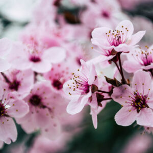Flower stock wall art 33