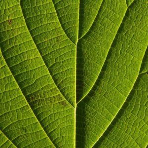 Flower stock wall art 42
