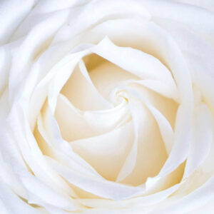 Flower stock wall art 47