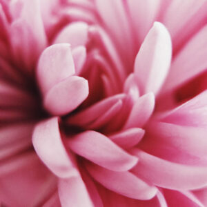 Flower stock wall art 50