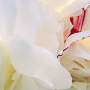 Flower stock wall art 51