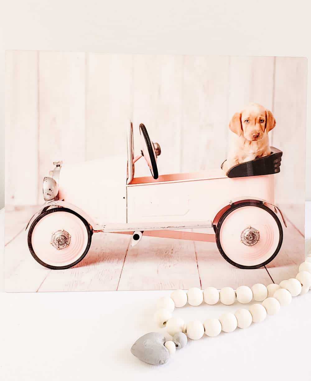 Puppy photo printed in colour on an HD metal print