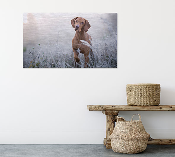 Custom pet photo art printed on brushed metal print