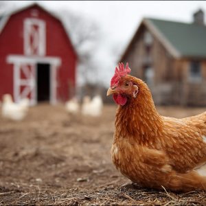 farm and countryside stock wall art 63 - Hen in front of farm